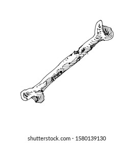 Sketch Human bone Vector Artwork 