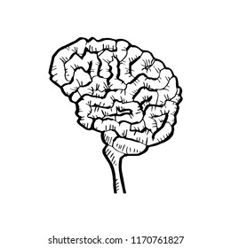 Sketch of human brain.