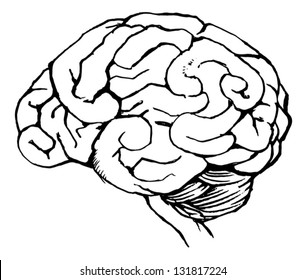 Sketch of the human brain