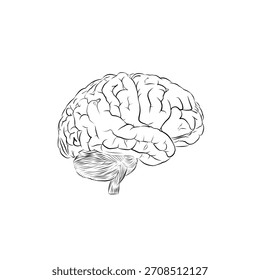 desenho de um cérebro humano sobre um fundo branco