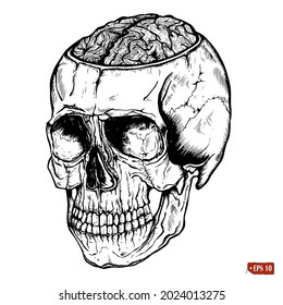 Sketch of human cut off skull with brains. Terrible vintage illustration by hand with ink. Elements for design T-shirt, tattoo, halloween.