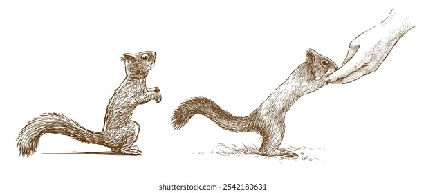 Sketch of human hand feeding two cute forest squirrels, side view, realistic vector hand drawing isolated on white