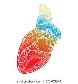 Sketch Human Heart Hand Drawn Anatomical Stock Vector (Royalty Free ...