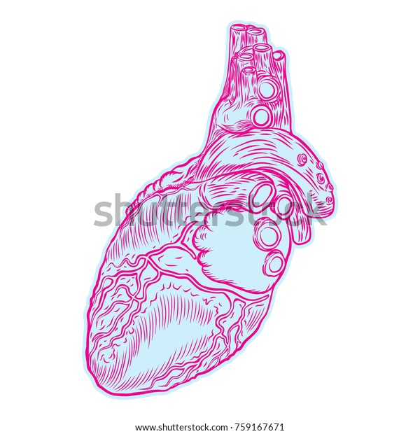 Sketch Human Heart Hand Drawn Anatomical Stock Vector