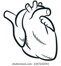 Sketch Human Heart Organ Cardiovascular Anatomy