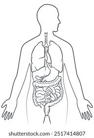 Desenhar os órgãos internos humanos dentro do corpo