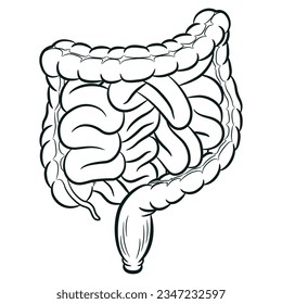 Sketch Human Intestine Tracts Digestion Colon Viscera