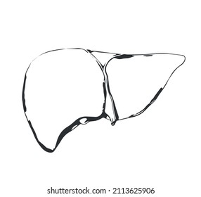 sketch of a human liver. vector simple illustration