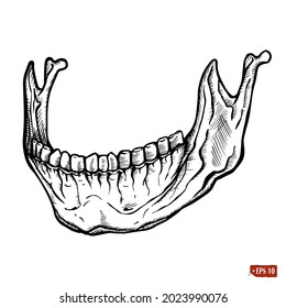 Sketch of human lower jaw. Terrible vintage illustration by hand with ink. Elements for design T-shirt, tattoo, hallowin.