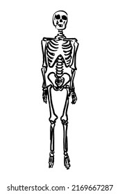 Sketch of human skeleton standing in black isolated over white background, front view. Hand drawn doodle vector anatomy body system drawing. Gothic style illustration design.