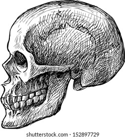sketch of human skull