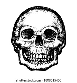 Sketch of a human skull, black outline on a white background, stock vector illustration, for design and decoration, gothic, halloween, poster, banner