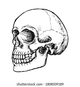 Sketch human skull side view, black outline on white background, stock vector illustration, for design and decoration, gothic, halloween, poster