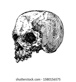 Sketch human skull vector artwork