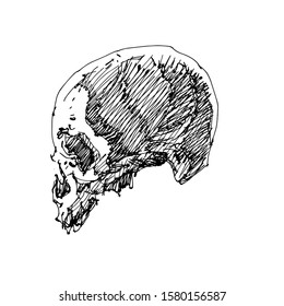 Sketch human skull vector artwork