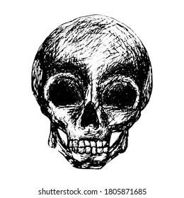 Sketch human skull in vintage style black outline isolated on white background. Stock vector illustration for design and decoration. Sticker, banner, poster, halloween, spooky