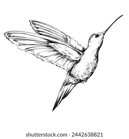 Dibujo de colibrí en vuelo vintage