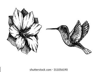 Sketched Hummingbird Flying Near Flower White Stock Illustration ...