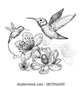 Hummingbird And Flower Pencil Drawing