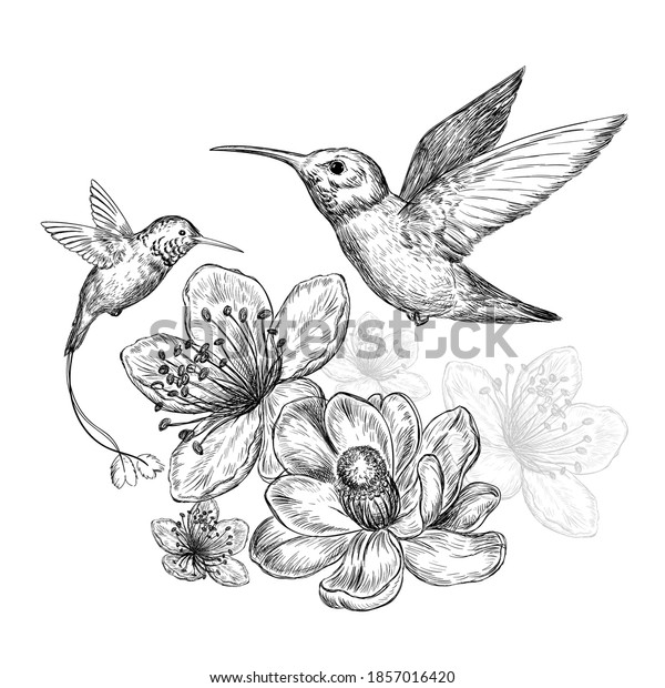 hummingbirds drawings