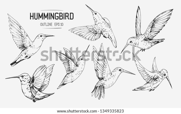 Sketch of hummingbirds. Hand drawn illustration\
converted to vector