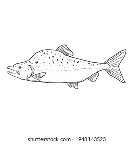 Sketch Humpback Salmon Fish Vector Illustration. Side View.