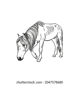 Sketch of hungry horse with protruding ribs walks slowly with head down, full length portrait isolated black and white vector Hand drawn illustration