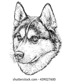 Sketch of Husky Dog. Vector Illustration