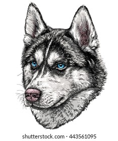 Sketch Of Husky Dog. Vector Illustration