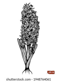 Esbozo de jacinto. Ilustración vectorial dibujada a mano de la flor de jacinto con hojas sobre fondo blanco. Tatuaje, elemento para el diseño.