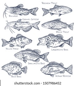 Sketch Icons Of Seafood Or Water Fish. Set Of Isolated Brown Bullhead, Rainbow And Brook Trout, Channel Catfish, Yellow Perch And Largemouth, Rock Bass, Norway Redfish. Side View On Nautical Wildlife