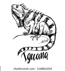 Sketch of iguana. Hand drawn illustration converted to vector