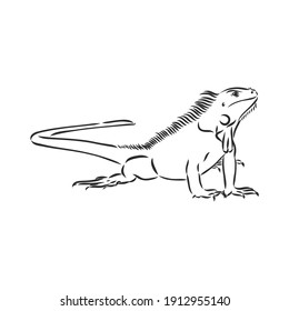 Sketch of iguana. Hand drawn illustration converted to vector. iguana vector sketch illustration