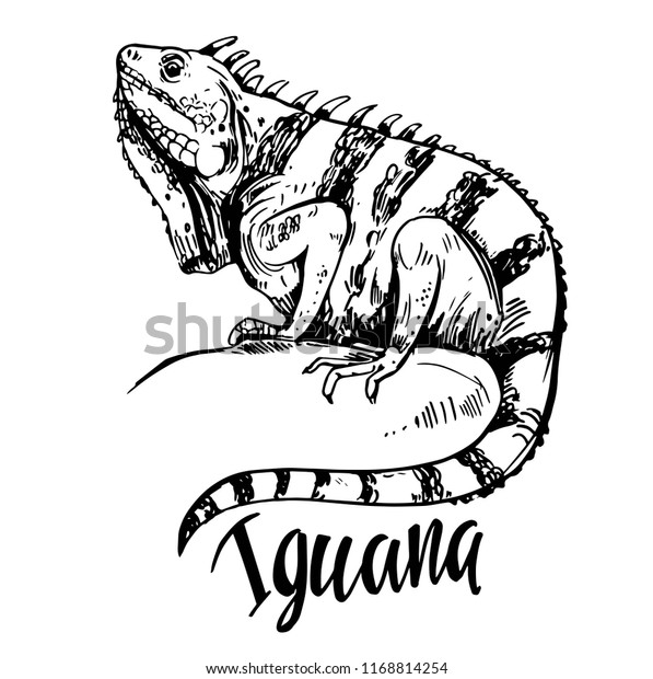 Sketch Iguana Hand Drawn Illustration Converted Stock Vector (Royalty ...