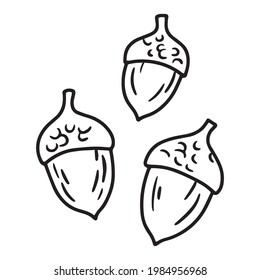 Sketch illustration of acorns, oak seeds in Doodle style