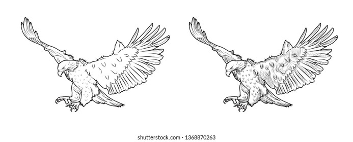 Sketch Illustration of bald eagle
