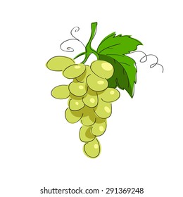 Sketch illustration of bunch of grapes
