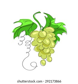 Sketch illustration of bunch of grapes