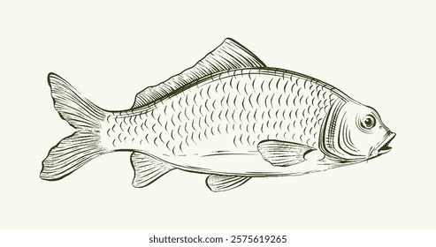 sketch illustration of carp fish, freshwater fish. suitable for restaurant menu and fishery designs.