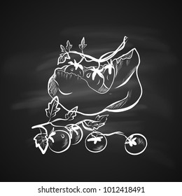 Sketch Illustration of Cherry Tomatoes. Hand Drawn Icon on Blackboard