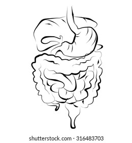 sketch illustration of digestive system organ