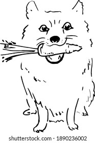 Sketch illustration of a dog spitz with carrot. 