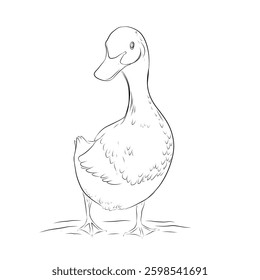sketch illustration of a duck on a white background