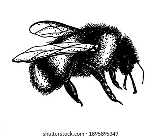 Sketch illustration of a graden Bumblebee. Hand drawn  vector drawing of tree honeybee. Hand drawn insect sketch isolated on white. Engraving style bumble bee illustrations.