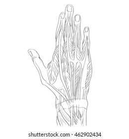 Sketch illustration of the hand muscles isolated on white, artistic anatomy graphic study