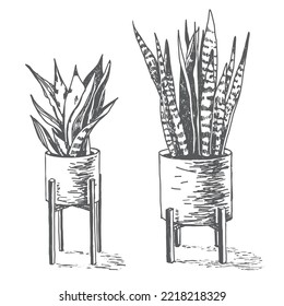 Sketch illustration of houseplant Sansevieria in pot, isolated elements.
