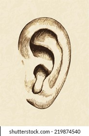  Ear Drawing Images Stock Photos Vectors Shutterstock