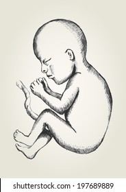 Sketch illustration of human fetus