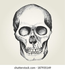Sketch illustration of a human skull