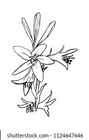 sketch illustration lily flower,hand drawn flower,floral graphic element